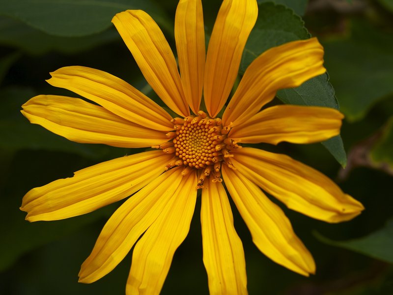 Plant, Bolaven Plateau